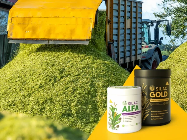 silac_alfa_gold_styczen