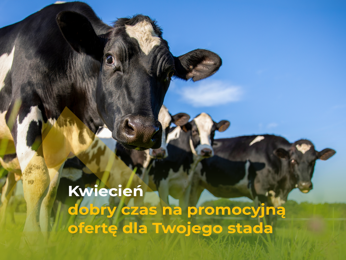 kwietniowe_promocje26