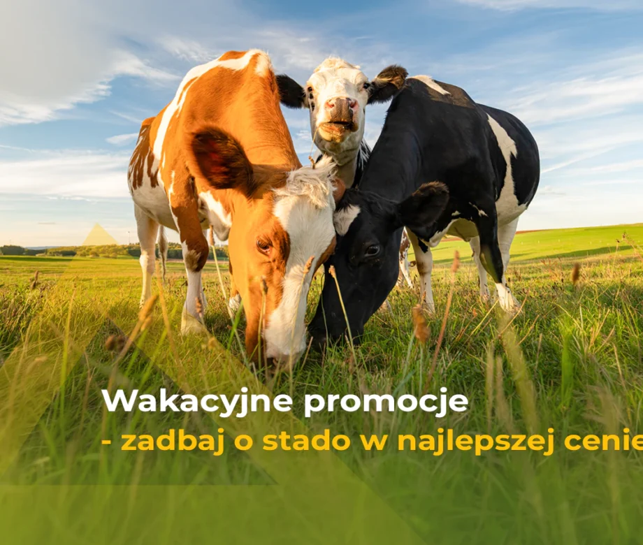 lipcowe_promocje26