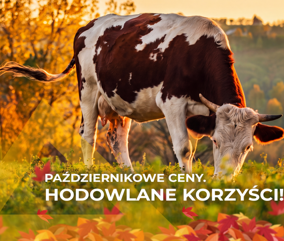 pazdziernikowe_promocje2026 pazdziernikowe_promocje2026