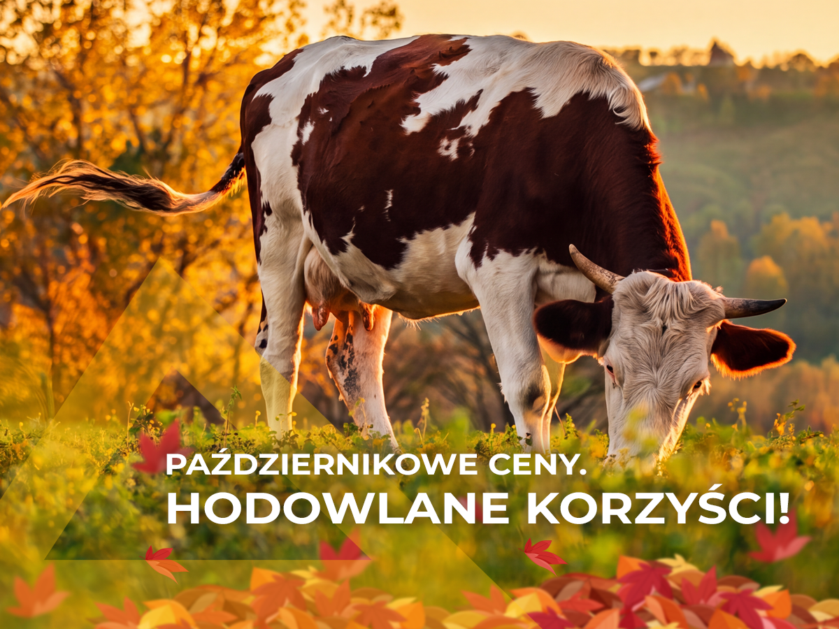 pazdziernikowe_promocje2026